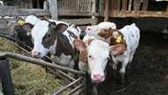 Ukraine farm animals burned alive in Russian bombing