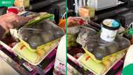 "Is it for 2 days?": SA woman’s R3,456 Woolies grocery haul for family of 4 leaves Mzansi stunned