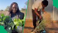 "Nature is so giving": Pretoria homesteader shows how he saves and harvests lettuce seeds