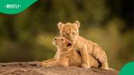 Lion cubs turn night walk into nightmare as Zimbabwe man fights for recovery