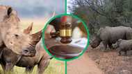 Poacher handed 22-year jail time for brutally killing 2 rhinos at Kruger National Park, SA welcomes sentence