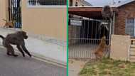 Brave man shares TikTok video of dog chasing baboon in Cape Town, amassing over 2.6M views