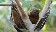 Nipah virus: India confirms 1st case of bat-borne disease after boy succumbs