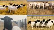 Farmer shares snaps of sheep meant for auction, SA impressed: "Quality"