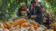 Kurdish Iraqi farmer sprouts online advice, green awareness