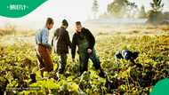 "From bosses to cheap labour": SA stunned by Afrikaner farmers doing hard manual labour in the USA