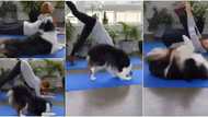Majestic yoga dog goes viral in video showing flawless workout routine