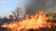 Wildfire hits Brasilia National Park amid drought