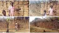 Man married to 7 wives shows off huge lengthy barn full of yams