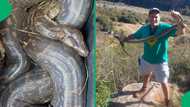 Nick Evans captures stunning 3.5m python in South Africa, prepares to lay eggs this summer