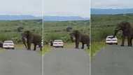 Man abandons car after facing elephant while driving through game reserve, Mzansi in disbelief, "Lions will feast on him"