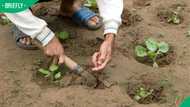 Mpophomeni families in KwaZulu-Natal turn to food gardens to survive hard times
