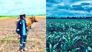 Rural boy inspires Mzansi with his thriving farm business: "Farming is a profession, not a side hustle"