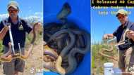 Cape Town snake catcher releases 40 Cape cobras into wild, SA asks him to let them loose at ANC Headquarters