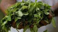 Colombia breaks coca-growing record, slams 'war on drugs'