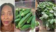 Woman showcases fresh okro she harvested from cement sack farming