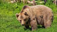 Tension as wild bear invades Olympic stadium: "It's still on the loose"