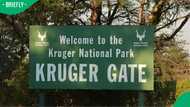 Kruger National Park search intensifies after helicopter carrying pilot and investigators disappears