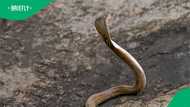 Cobra perched in tree with hood raised in wild stuns viewers (video)