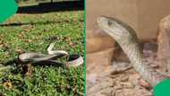 "Keep the lungs going": Black mamba bite in Pretoria sends man to hospital and has SA shaken