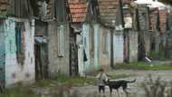 Roma inclusion in Europe 'too slow': study