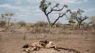 Court challenge in Kenya over GM crops
