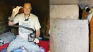 "Brilliant photo": Snake rescuer called to remove a black mamba in child's bedroom, a parent's worse nightmare