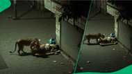 Lion finds man sleeping in streets in video, viewers convinced king of the jungle is picky eater