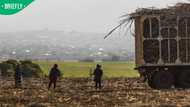 SA farms and factories under pressure after more than 160,000 migrants depart