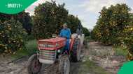 South African citrus farmers brace themselves as Donald Trump's 30% tariffs come into effect