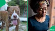 Northern Cape Mother calls for justice after pit bull mauls 10-year-old