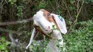 Got weeds? US environmentalists call in the G.O.A.T.s
