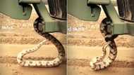 Snake biting itself 2 times in TikTok with 31.7M views has peeps in stitches as serpent mistakes own tail for danger