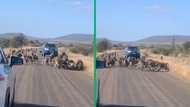 Troop of fierce baboons fight wild leopard on the attack, video gets 47 million views