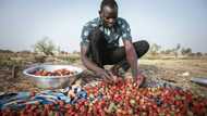 Unexpected strawberry crop spins Burkina's 'red gold'