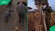 Giraffe's GoPro-style safari video gives rare first-person look at life in the wild