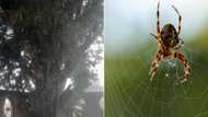 Woman finds enormous spiderweb on property, pic has Mzansi cracking jokes, "Are you in Australia love?"