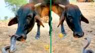 Confusion abounds as TikTok video shows fearless cow licking cobra, snake's reaction puzzles netizens