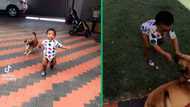 Video of scared toddler's epic escape from playful dog sets TikTok abuzz