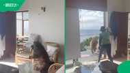 Wild Encounter: brave domestic worker chases off giant baboon thief leaving Mzansi stunned
