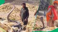 "He was mesmerised": Man faces cobra standing to strike and charms it in video, viewers fascinated