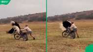“He literally spanked it”: SA man knocked off motorcycle by ostrich goes viral globally