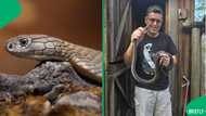 "Clearly a slug eater": Snake rescuer shares terrifying near-miss with a black mamba, SA reacts