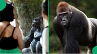 "Evolution confirmed": Man walks like real-life gorilla in viral video, wild scenes stun onlookers