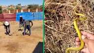 TikTok video captures workers faint and run after hilarious snake prank, netizens in stitches
