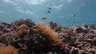 UN urges ambitious action to protect the oceans