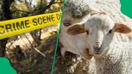 Mpumalanga farmer and security guard kill and burn bodies of 2 men after they kill his sheep