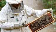 Sweet success: Jordan's beekeepers busy as honey demand soars