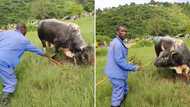 Viral Twitter video of Zulu man praising cow sheds light on rich cultural traditions