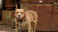 NSPCA calls for more by-laws and better control of pit bulls, Mzansi welcomes suggestion